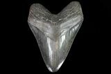 Serrated, Fossil Megalodon Tooth - Georgia #81676-1